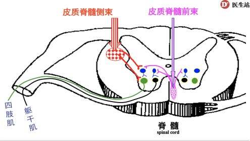 锥体管(锥体管道)